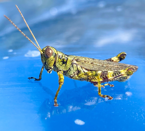 Pine tree Spur-throat Grasshopper