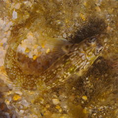 Antennablennius bifilum