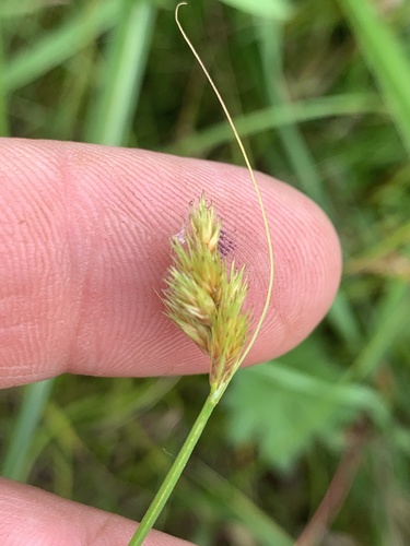 Carex athrostachya iNat (2)