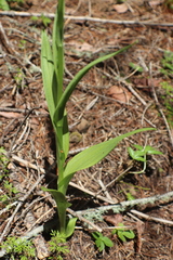 Platanthera limosa