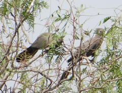 Corythaixoides concolor bechuanae