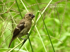 Sporophila morelleti