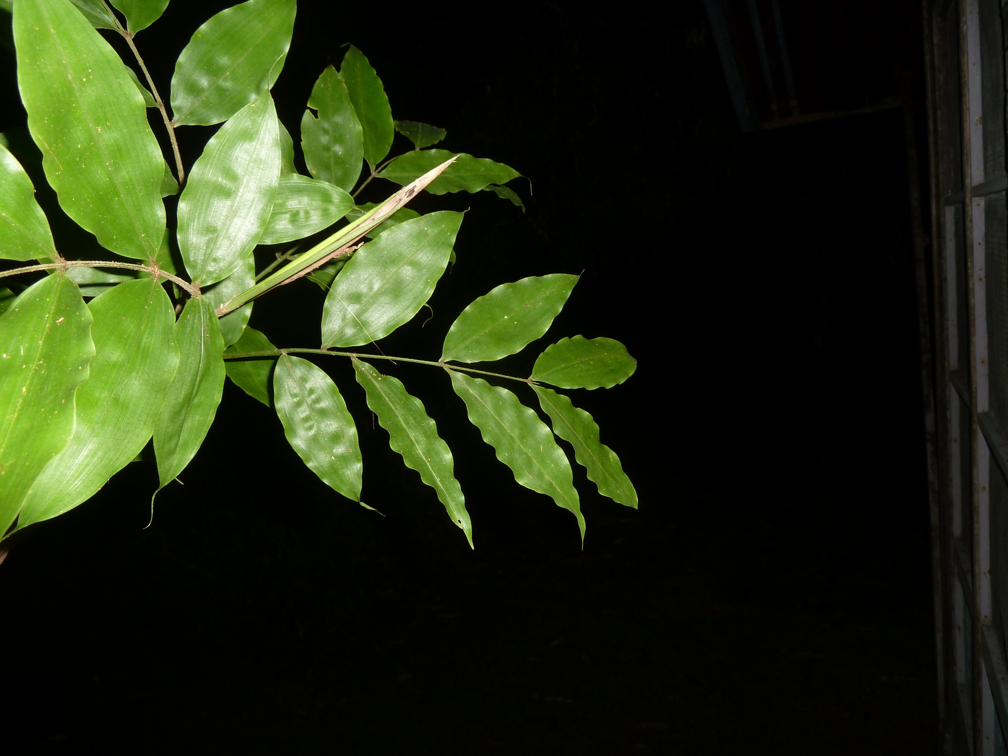Arecaceae image
