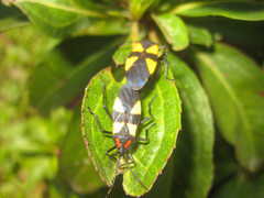 Oncopeltus orourkeae