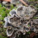 Alternating Dog Lichen - Photo (c) Sadie Hickey, some rights reserved (CC BY-NC), uploaded by Sadie Hickey