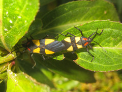 Oncopeltus orourkeae