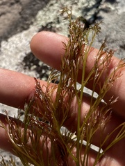 Podostemum comatum