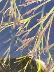 Podostemum comatum