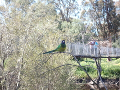 Barnardius zonarius zonarius