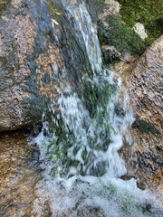 Podostemum comatum