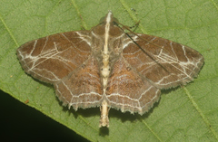 Dolichosomastis dorsilinea