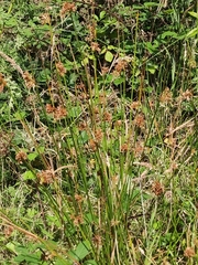 Juncus inflexus