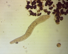 Stenostomum