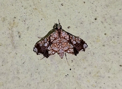 Sisyracera subulalis
