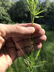 Dichanthelium spretum