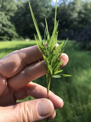 Dichanthelium spretum
