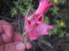 Gladiolus crispulatus