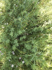 Dichanthelium spretum