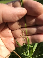 Dichanthelium spretum