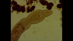 Stenostomum
