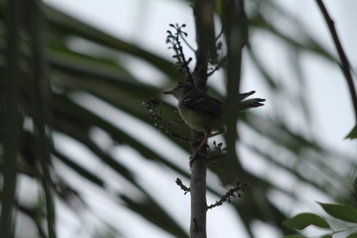 Prinia familiaris