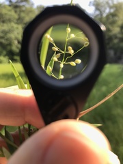 Dichanthelium spretum