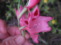 Gladiolus crispulatus