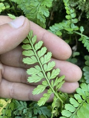 Asplenium auritum