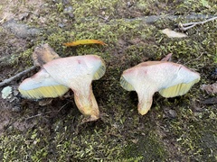 Boletus patrioticus