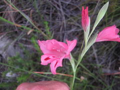 Gladiolus crispulatus