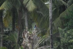 Halcyon cyanoventris