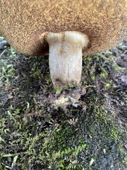 Boletus patrioticus