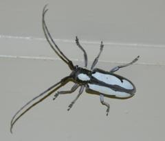 Prosopocera paykulli