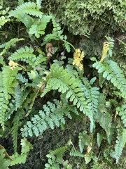 Asplenium auritum
