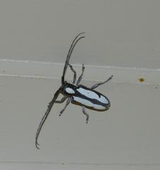Prosopocera paykulli