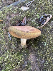 Boletus patrioticus