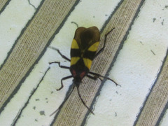 Oncopeltus orourkeae