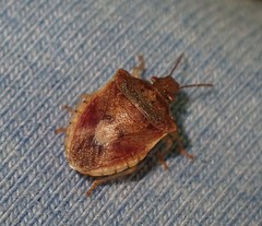 Dendrocoris humeralis