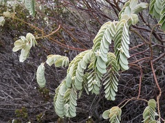 Olax phyllanthi