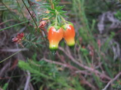 Erica blenna grandiflora