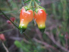 Erica blenna grandiflora