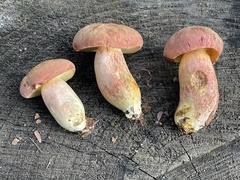 Boletus patrioticus