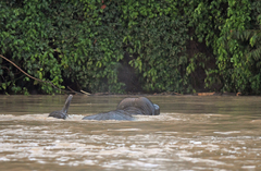 Elephas maximus borneensis