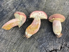 Boletus patrioticus