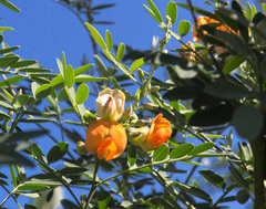 Tephrosia pondoensis