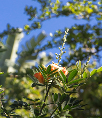 Tephrosia pondoensis