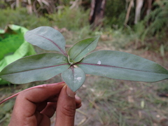 Pseudoparis cauliflora image