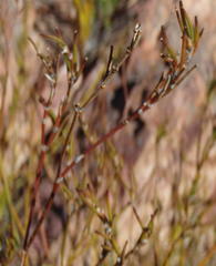 Centella virgata virgata