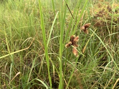 Bolboschoenus robustus