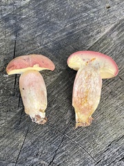 Boletus patrioticus